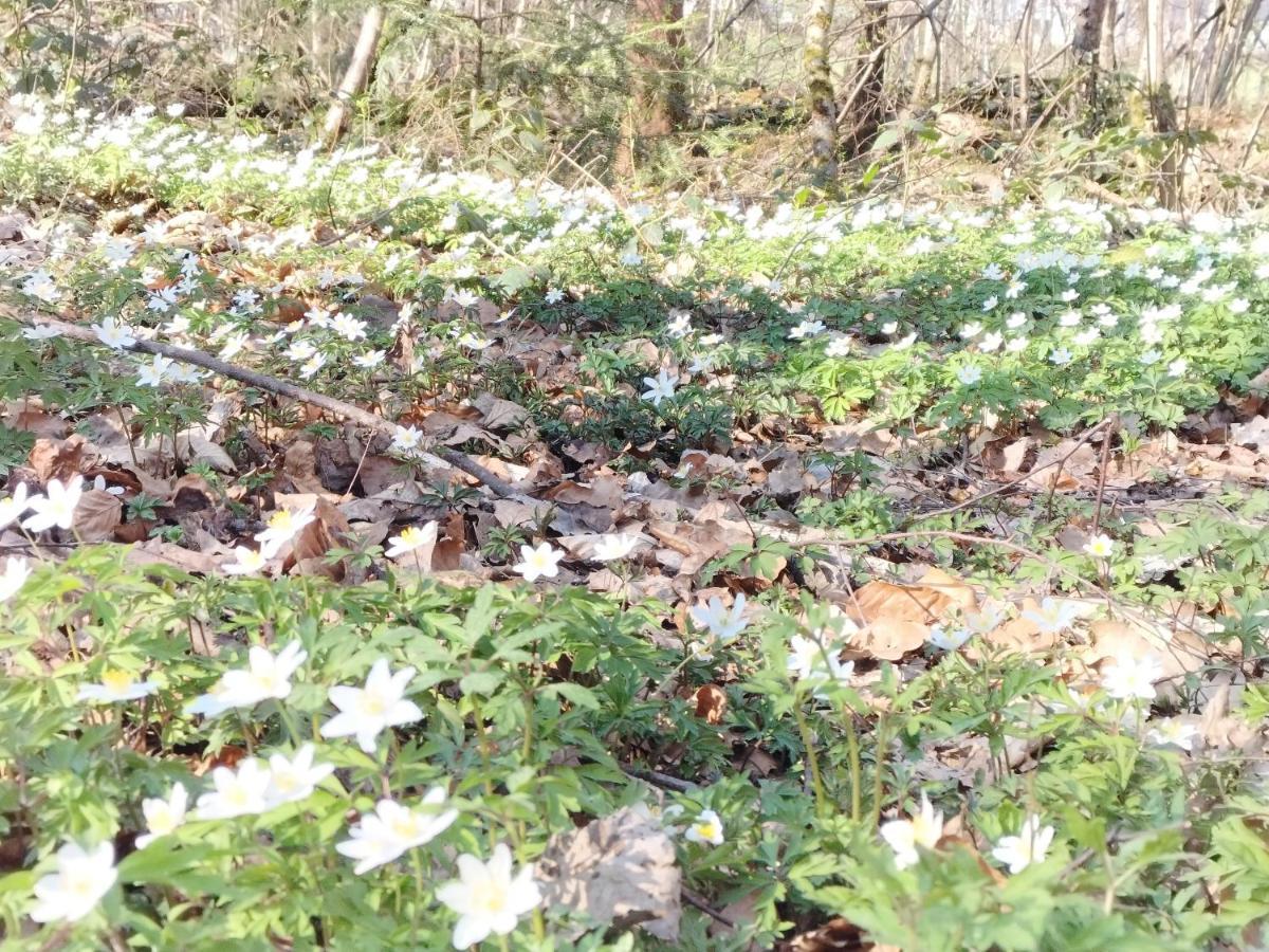 Les Hortensias La Souris Des Champs Étival-Clairefontaine Buitenkant foto