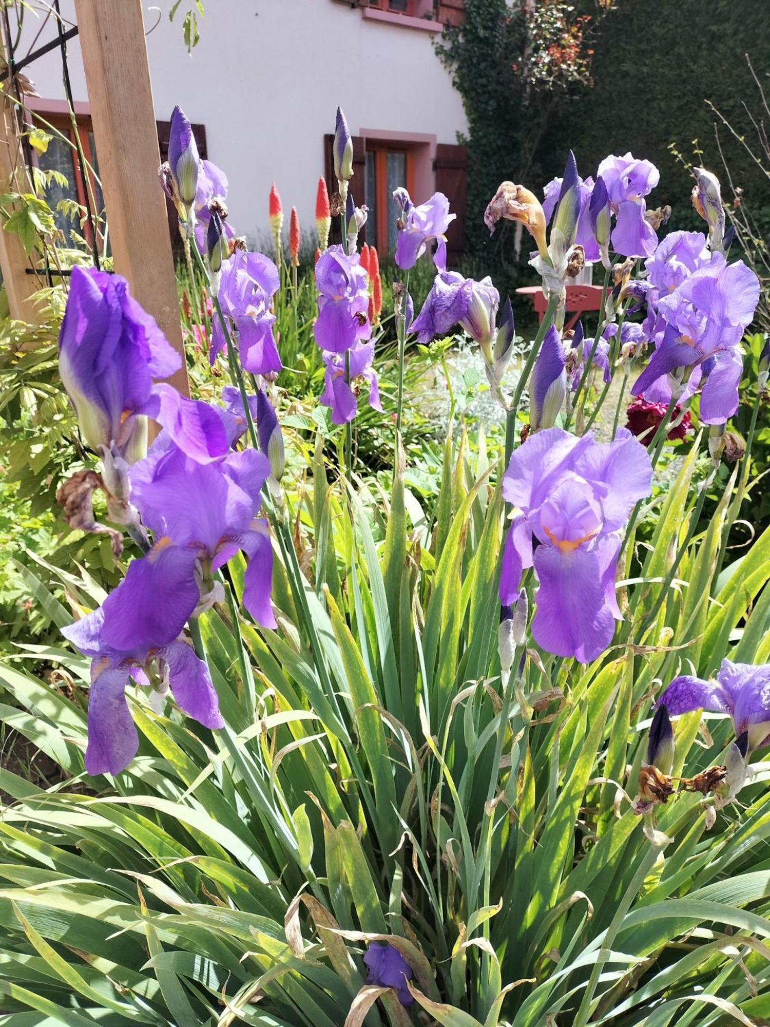Les Hortensias La Souris Des Champs Étival-Clairefontaine Buitenkant foto